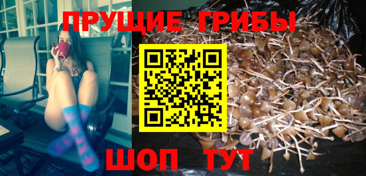Псилоцибиновые грибы мицелий Новороссийск